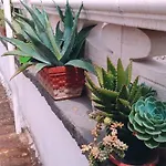 Zia Lucia Daire