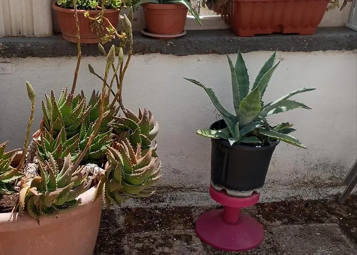 Zia Lucia * 비톤토